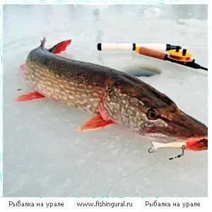 справжня рибалка