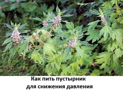 Настоянка собачої кропиви підвищує або знижує тиск дію трави, сайт про методи лікування докторів (фітотерапія) Настоянка собачої кропиви підвищує або знижує тиск дію трави, сайт про методи лікування докторів