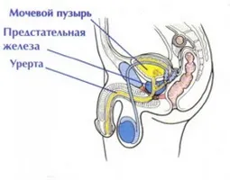 Призначення і функції передміхурової залози