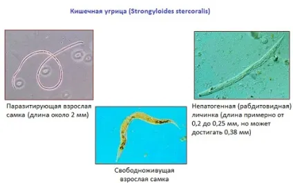 Немозол суспензія інструкція із застосування дітям від паразитів (інструкція) Немозол суспензія інструкція із застосування дітям від паразитів