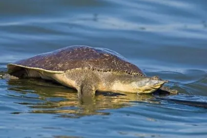 Незвичайні види черепах