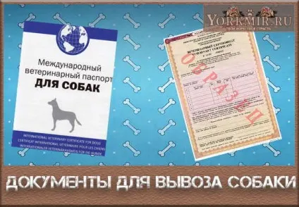 Необхідний документи для вивозу собаки за кордон (собаки) Необхідний документи для вивозу собаки за кордон