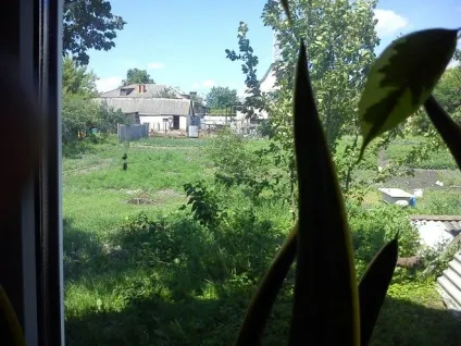 Не можу розвести кріп на городі (можу) Не можу розвести кріп на городі