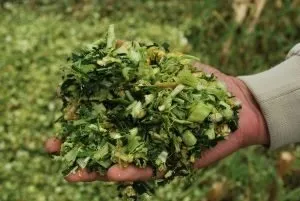 Не тільки зерно, а й корм для тварин (прибирання кукурудзи на силос) Не тільки зерно, а й корм для тварин