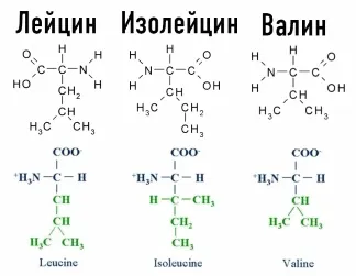 Білки вплив на організм людини (ферменти) Білки вплив на організм людини