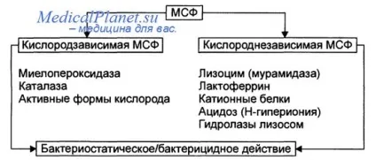 Неспецифічний захист організму від інфекцій (організму) Неспецифічний захист організму від інфекцій