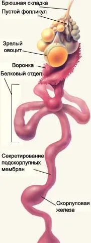 Чи потрібен півень для курей несучок (півень) Чи потрібен півень для курей несучок