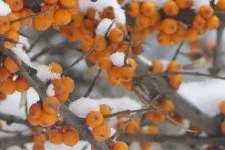 Масло обліпихи при гаймориті поради фахівців (використання обліпихової олії) Масло обліпихи при гаймориті поради фахівців
