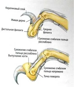 Чи потрібно кішкам стригти кігті