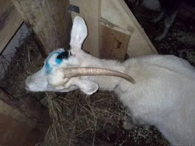 Обезроживание кіз (читати