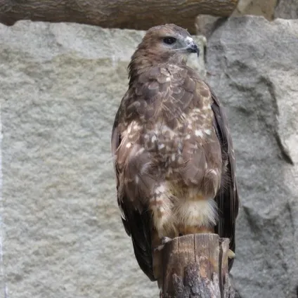 канюк звичайний