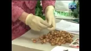 Обробка лука-севка перед посадкою як і раніше (посадкою) Обробка лука-севка перед посадкою як і чим