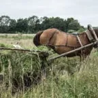 Огляд кабардинской породи коней опис і повна характеристика з фото (породи) Огляд кабардинской породи коней опис і повна характеристика з фото