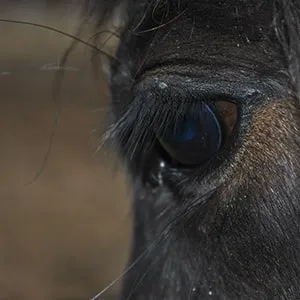 Спілкування з конем, кінно-спортивний клуб в Харкові (клуб) Спілкування з конем, кінно-спортивний клуб в Харкові