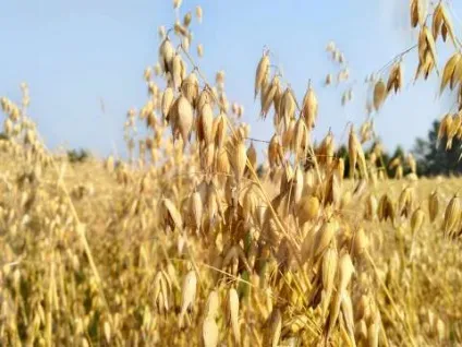 Огляд lenovo vibe shot скажіть «cheese» (lenovo) Огляд lenovo vibe shot скажіть «cheese»