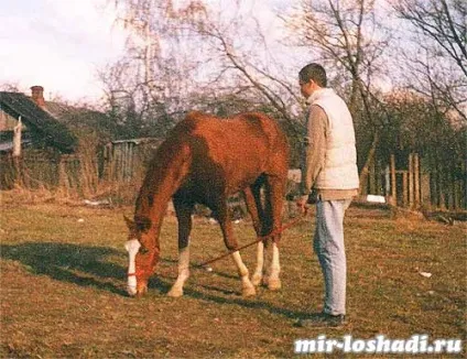 Спілкування з конем