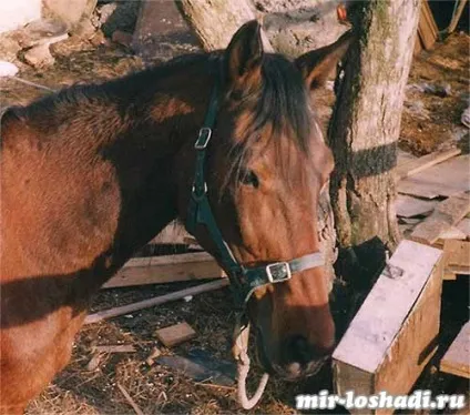 Спілкування з конем