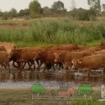 Огляд породи корів лімузин, їх опис, фото і відео (корів) Огляд породи корів лімузин, їх опис, фото і відео