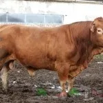 Огляд породи корів лімузин, їх опис, фото і відео (лімузин) Огляд породи корів лімузин, їх опис, фото і відео