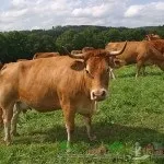 Огляд породи корів лімузин, їх опис, фото і відео (огляд) Огляд породи корів лімузин, їх опис, фото і відео