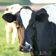Огляд породи корів лімузин, їх опис, фото і відео (лімузин) Огляд породи корів лімузин, їх опис, фото і відео