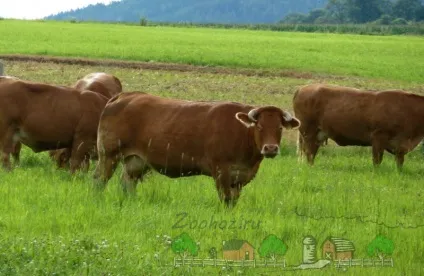 Огляд породи корів лімузин, їх опис, фото і відео (корів) Огляд породи корів лімузин, їх опис, фото і відео