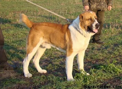 Огляд породи собак середньоазіатська вівчарка опис, догляд і фото вихованців (породи) Огляд породи собак середньоазіатська вівчарка опис, догляд і фото вихованців
