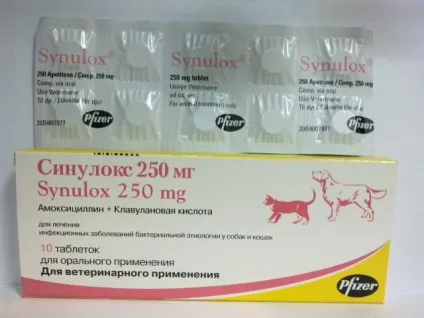 Огляд препарату сінулок для кішок його способи застосування та відгуки (сінулок) Огляд препарату сінулок для кішок його способи застосування та відгуки