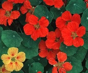 Однорічні садові квіти фото і назва (фото) Однорічні садові квіти фото і назва