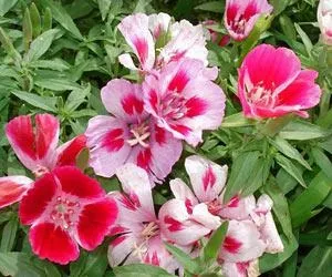 Однорічні садові квіти фото і назва (назва) Однорічні садові квіти фото і назва