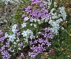 Однорічні садові квіти фото і назва (квіти) Однорічні садові квіти фото і назва
