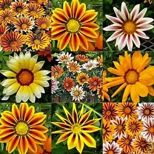 Однорічні садові квіти фото і назва (фото) Однорічні садові квіти фото і назва