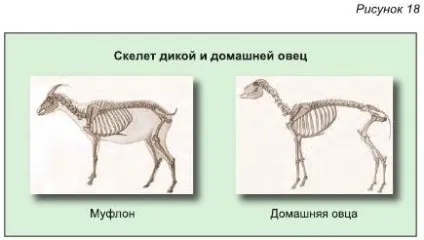 Одомашнення овець - все про тваринництво (диких домашніх овець) Одомашнення овець - все про тваринництво