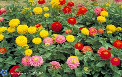 Однорічні квіти для дачі (дачі) Однорічні квіти для дачі