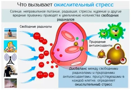 Окислювальний стрес організму - що це таке (боротьби вільними радикалами) Окислювальний стрес організму - що це таке