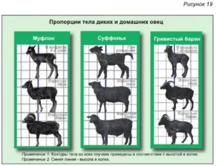 Одомашнення овець - все про тваринництво (хромосом) Одомашнення овець - все про тваринництво