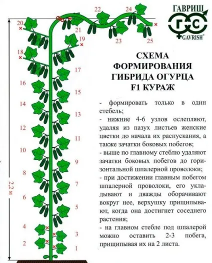 Огірок кураж f1 опис, відгуки, фото, посадка і догляд в теплиці - eтепліца (фото) Огірок кураж f1 опис, відгуки, фото, посадка і догляд в теплиці - eтепліца