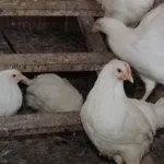 Опис ленінградської золотисто сірої породи курей з відгуками власників (золотисто) Опис ленінградської золотисто сірої породи курей з відгуками власників