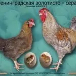 Опис ленінградської золотисто сірої породи курей з відгуками власників (сірої) Опис ленінградської золотисто сірої породи курей з відгуками власників