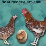 Опис ленінградської золотисто сірої породи курей з відгуками власників (породи) Опис ленінградської золотисто сірої породи курей з відгуками власників