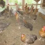 Опис ленінградської золотисто сірої породи курей з відгуками власників (породи) Опис ленінградської золотисто сірої породи курей з відгуками власників