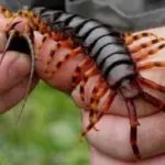 Чи небезпечна для людини сколопендра домашня і як від неї позбутися (домашня) Чи небезпечна для людини сколопендра домашня і як від неї позбутися