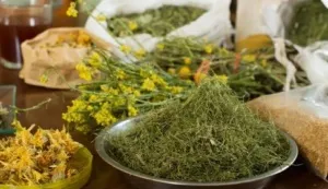 Опісторхоз у дорослих симптоми і лікування (дорослих) Опісторхоз у дорослих симптоми і лікування