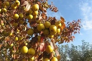 Опис груші сорту Уссурійська і її сестри дикої груші (груші) Опис груші сорту Уссурійська і її сестри дикої груші