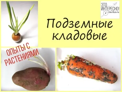 Досліди з рослинами