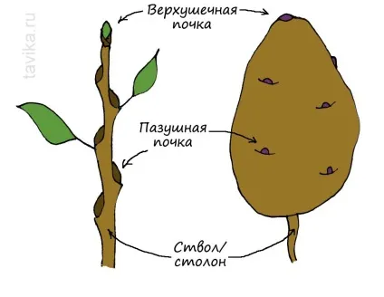 Досліди з рослинами