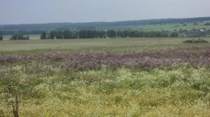 Про мінливості припущень і прогнозів - ярмарок майстрів - ручна робота, handmade (продукти бджільництва) Про мінливості припущень і прогнозів - ярмарок майстрів - ручна робота, handmade