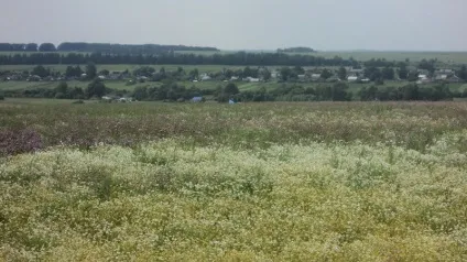 Про мінливості припущень і прогнозів - ярмарок майстрів - ручна робота, handmade (натуральний мед) Про мінливості припущень і прогнозів - ярмарок майстрів - ручна робота, handmade