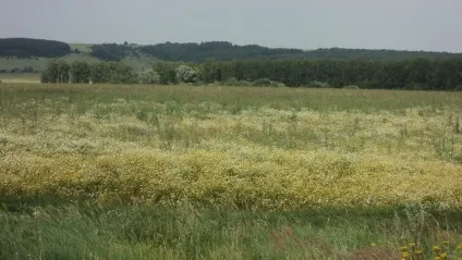 Про мінливості припущень і прогнозів - ярмарок майстрів - ручна робота, handmade (перга) Про мінливості припущень і прогнозів - ярмарок майстрів - ручна робота, handmade