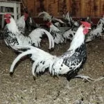 Огляд декоративних незвичайних порід курей Сібрайт, фенікс, кучеряве і інші (незвичайних) Огляд декоративних незвичайних порід курей Сібрайт, фенікс, кучеряве і інші